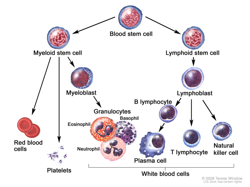 graphic showing how blood cells form